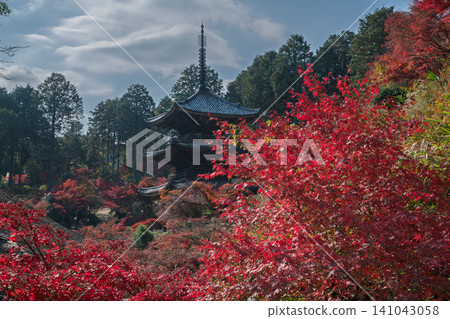 I photographed the autumn leaves that colored the grounds of Konan Sanzan Choju-ji Temple in Konan City, Shiga Prefecture. I photographed the autumn leaves that colored the grounds of Konan Sanzan Choju-ji Temple in Konan City, Shiga Prefecture. 141043058