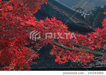 I photographed the autumn leaves that colored the grounds of Konan Sanzan Choju-ji Temple in Konan City, Shiga Prefecture. I photographed the autumn leaves that colored the grounds of Konan Sanzan Choju-ji Temple in Konan City, Shiga Prefecture. 141043060