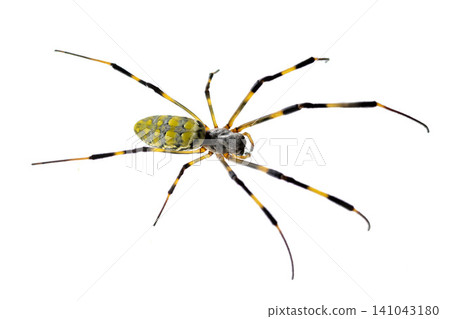 A golden orb-weaver spider with yellow and black markings. A golden orb-weaver spider with yellow and black markings. 141043180