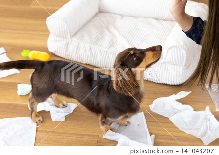 狗狗行為問題:狗狗玩弄紙巾。 狗狗行為問題:狗狗玩弄紙巾。 141043207