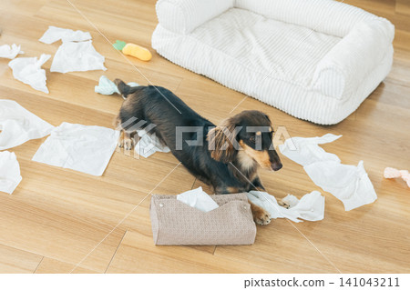 狗狗行為問題:狗狗玩弄紙巾。 狗狗行為問題:狗狗玩弄紙巾。 141043211