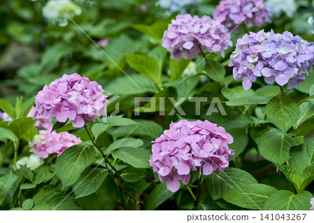 The early summer scenery in full bloom at Nagai Botanical Garden in Higashisumiyoshi Ward, Osaka City, an oasis in the city. The early summer scenery in full bloom at Nagai Botanical Garden in Higashisumiyoshi Ward, Osaka City, an oasis in the city. 141043267
