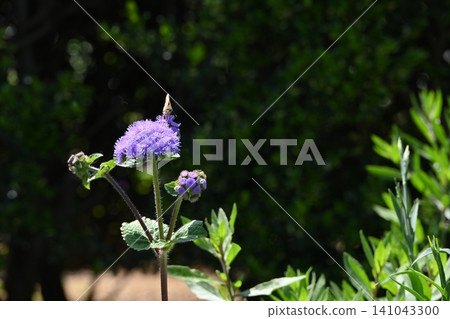 Butterfly perched on a cuckoo thistle Butterfly perched on a cuckoo thistle 141043300
