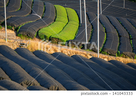 Lush green tea fields photographed in Wazuka Town, Soraku District, Kyoto Prefecture Lush green tea fields photographed in Wazuka Town, Soraku District, Kyoto Prefecture 141043333