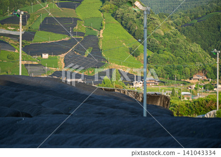 Lush green tea fields photographed in Wazuka Town, Soraku District, Kyoto Prefecture Lush green tea fields photographed in Wazuka Town, Soraku District, Kyoto Prefecture 141043334