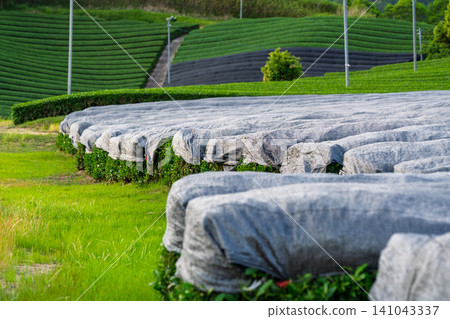Lush green tea fields photographed in Wazuka Town, Soraku District, Kyoto Prefecture Lush green tea fields photographed in Wazuka Town, Soraku District, Kyoto Prefecture 141043337