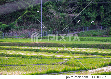 Lush green tea fields photographed in Wazuka Town, Soraku District, Kyoto Prefecture Lush green tea fields photographed in Wazuka Town, Soraku District, Kyoto Prefecture 141043348