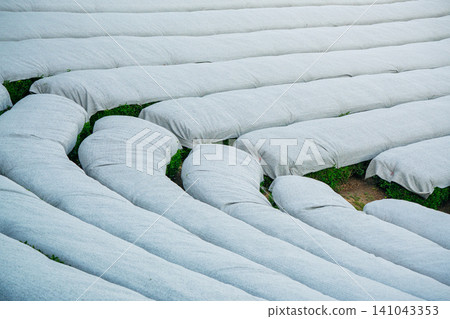 Lush green tea fields photographed in Wazuka Town, Soraku District, Kyoto Prefecture Lush green tea fields photographed in Wazuka Town, Soraku District, Kyoto Prefecture 141043353