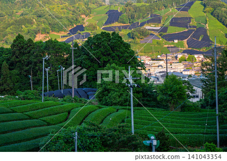 拍攝於京都府相樂郡和束町鬱鬱蔥蔥的茶園 141043354