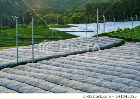 拍攝於京都府相樂郡和束町鬱鬱蔥蔥的茶園 拍攝於京都府相樂郡和束町鬱鬱蔥蔥的茶園 141043356