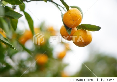 A refreshing autumn scene depicting Satsuma mandarins ripening on the branches. 141043367
