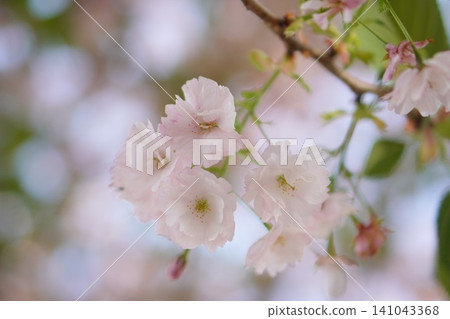 A springtime scene featuring gently blooming pale pink double cherry blossoms. A springtime scene featuring gently blooming pale pink double cherry blossoms. 141043368