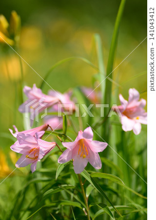 June at Nango Ski Resort in Fukushima Prefecture: Pale pink Lilium rubellum flowers with yellow Hemerocallis middendorffii flowers in the background. June at Nango Ski Resort in Fukushima Prefecture: Pale pink Lilium rubellum flowers with yellow Hemerocallis middendorffii flowers in the background. 141043412