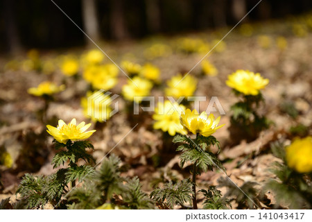 In Nakakoya, Minamiaizu Town, Fukushima Prefecture, the Adonis amurensis flowers, heralding the arrival of spring, paint the snowy landscape yellow. In Nakakoya, Minamiaizu Town, Fukushima Prefecture, the Adonis amurensis flowers, heralding the arrival of spring, paint the snowy landscape yellow. 141043417