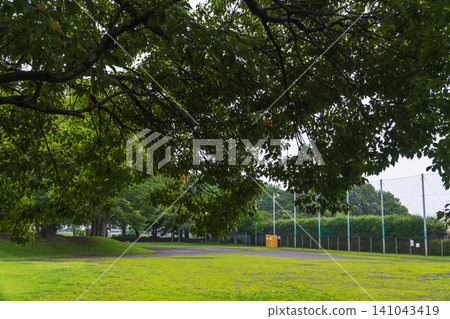 Taking shelter from the rain in a camphor tree in a park during the rainy season. Taking shelter from the rain in a camphor tree in a park during the rainy season. 141043419