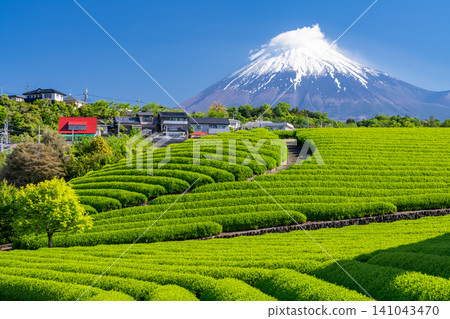 富士山風景和茶園 富士山風景和茶園 141043470