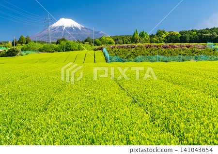 富士山風景和茶園 富士山風景和茶園 141043654