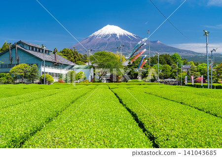 富士山風景和茶園 富士山風景和茶園 141043685