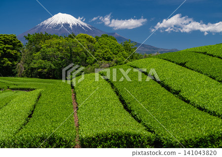 富士山風景和茶園 富士山風景和茶園 141043820
