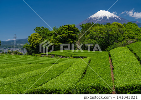 富士山風景和茶園 富士山風景和茶園 141043821