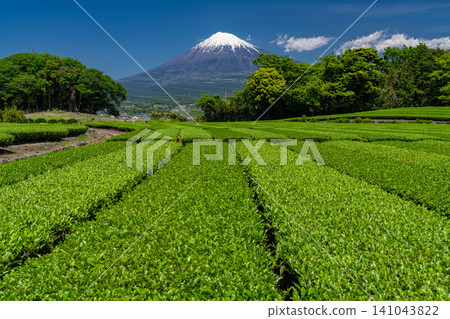 富士山風景和茶園 富士山風景和茶園 141043822