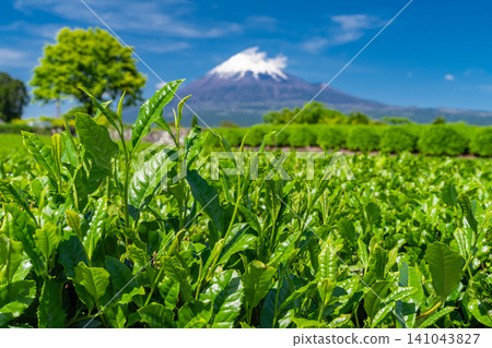 富士山風景和茶園 富士山風景和茶園 141043827