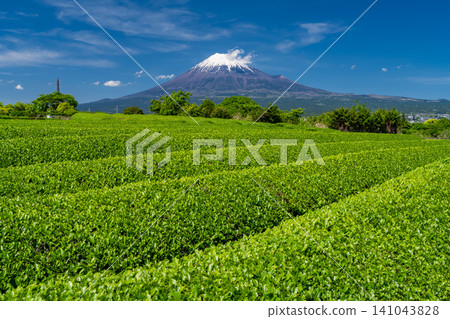 富士山風景和茶園 富士山風景和茶園 141043828