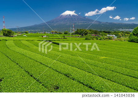 Scenery of Mt. Fuji and tea plantation Scenery of Mt. Fuji and tea plantation 141043836