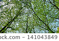 A beautiful scene of lush green trees gazing up at the blue sky, bathed in dappled sunlight. 141043849