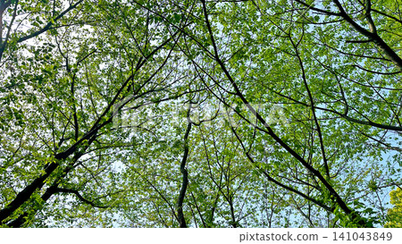 A beautiful scene of lush green trees gazing up at the blue sky, bathed in dappled sunlight. A beautiful scene of lush green trees gazing up at the blue sky, bathed in dappled sunlight. 141043849