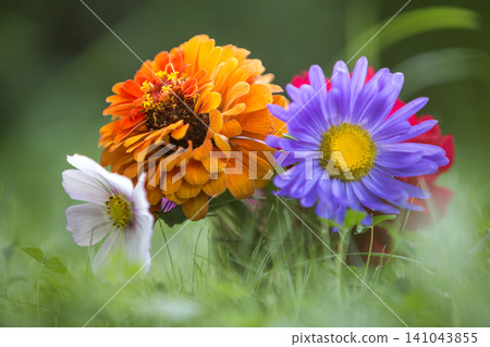 Close-up of beautiful autumn bright multicolored field flowers composition among green grass in transparent glass vase outdoors on blurred sunny bokeh copy space background. Postcard theme concept. Close-up of beautiful autumn bright multicolored field flowers composition among green grass in transparent glass vase outdoors on blurred sunny bokeh copy space background. Postcard theme concept. 141043855