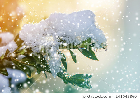 Close-up of bush brunch with small wet green leaves covered with thick snow on bright blurred sunny abstract copy space background. Postcard greeting New Year theme, beauty of nature concept. Close-up of bush brunch with small wet green leaves covered with thick snow on bright blurred sunny abstract copy space background. Postcard greeting New Year theme, beauty of nature concept. 141043860