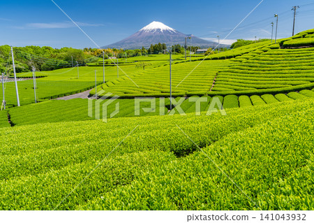 Scenery of Mt. Fuji and tea plantation Scenery of Mt. Fuji and tea plantation 141043932