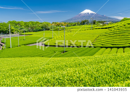 富士山風景和茶園 富士山風景和茶園 141043935