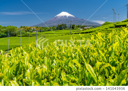 富士山風景和茶園 富士山風景和茶園 141043936