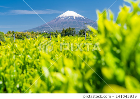 富士山風景和茶園 富士山風景和茶園 141043939