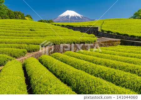 Scenery of Mt. Fuji and tea plantation Scenery of Mt. Fuji and tea plantation 141044060