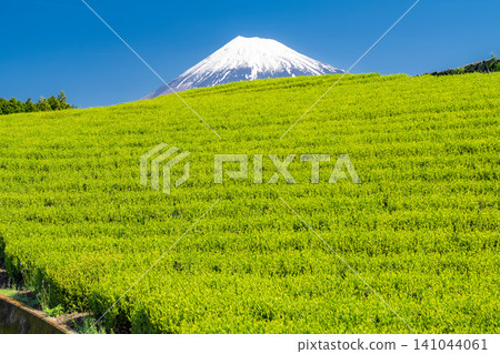 富士山風景和茶園 富士山風景和茶園 141044061