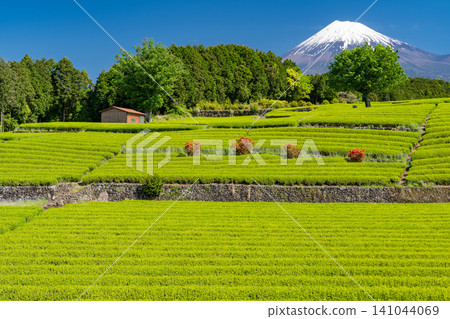 Scenery of Mt. Fuji and tea plantation Scenery of Mt. Fuji and tea plantation 141044069