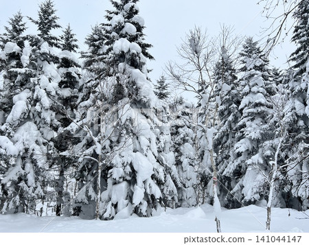 Snow-covered winter forest Snow-covered winter forest 141044147