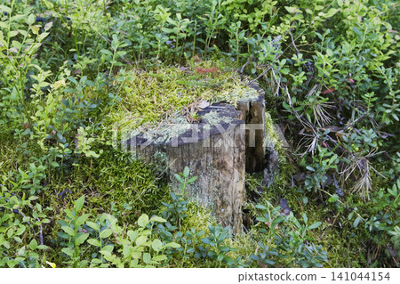 Weathered Old Tree Stump Partially Covered in Lichen and Moss within a Lush Forest Undergrowth Weathered Old Tree Stump Partially Covered in Lichen and Moss within a Lush Forest Undergrowth 141044154