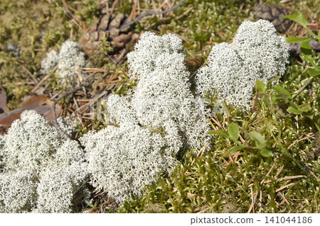 White Reindeer Lichen Clusters on Mossy Forest Floor White Reindeer Lichen Clusters on Mossy Forest Floor 141044186