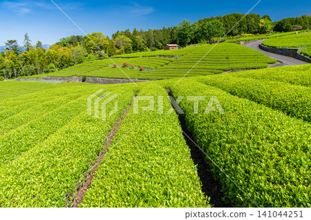茶園正值嫩葉盛開的季節 茶園正值嫩葉盛開的季節 141044251