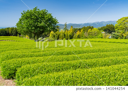 Tea fields in the season of fresh green leaves Tea fields in the season of fresh green leaves 141044254