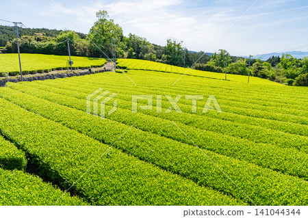 茶園正值嫩葉盛開的季節 茶園正值嫩葉盛開的季節 141044344