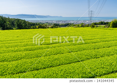 茶園正值嫩葉盛開的季節 141044345