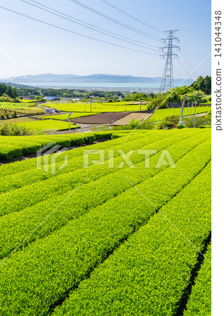 茶園正值嫩葉盛開的季節 茶園正值嫩葉盛開的季節 141044348
