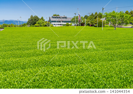 茶園正值嫩葉盛開的季節 茶園正值嫩葉盛開的季節 141044354