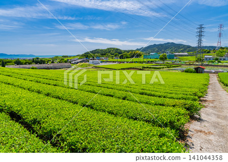 茶園正值嫩葉盛開的季節 茶園正值嫩葉盛開的季節 141044358