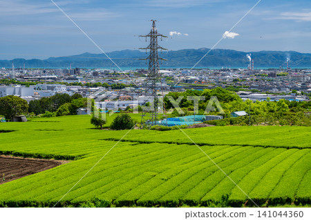 茶園正值嫩葉盛開的季節 茶園正值嫩葉盛開的季節 141044360